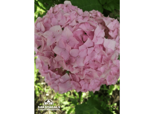 Hydrangea macrophylla   'Forever Pink'